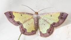 Zamarada plana denticincta