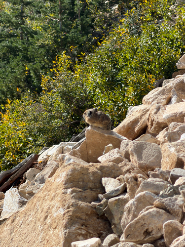 American Pika