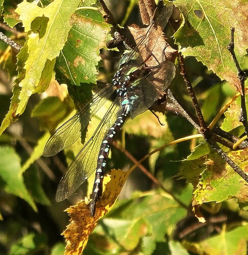 Black-tipped Darner