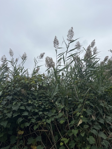 common reed