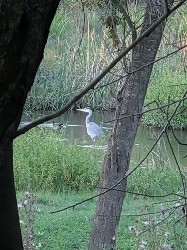 Grey Heron