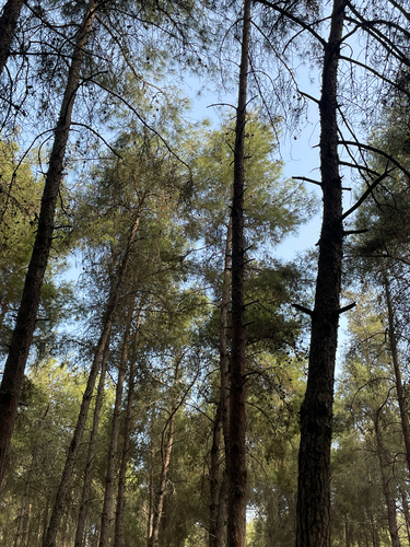 Aleppo pine