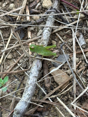 Green-striped Grasshopper