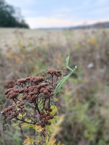 European Mantis