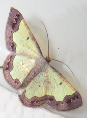 Zamarada plana denticincta