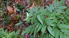 author not stated, no rights reserved Sambucus ebulus, photograph author not stated, no rights reserved