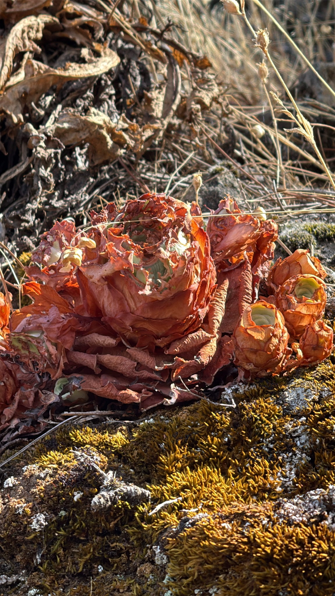Aeonium aureum