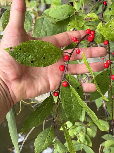 winterberry holly