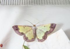 Zamarada plana denticincta