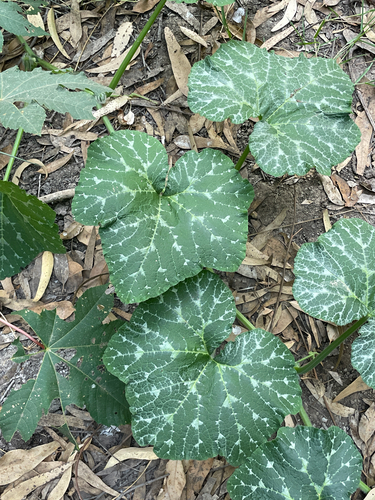 Squash