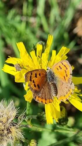 Small Copper