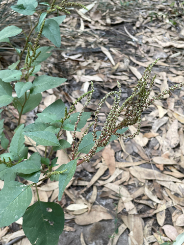 green amaranth
