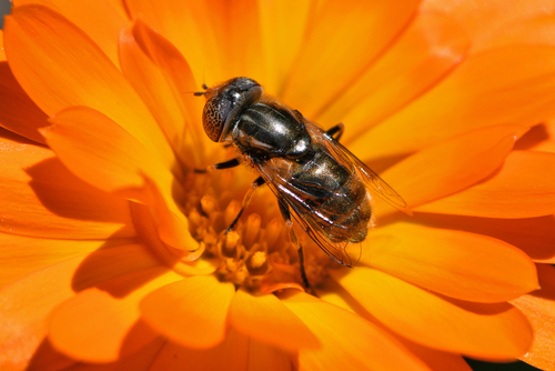 Common Lagoon Fly