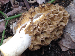 Morchella