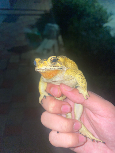 Asian Common Toad