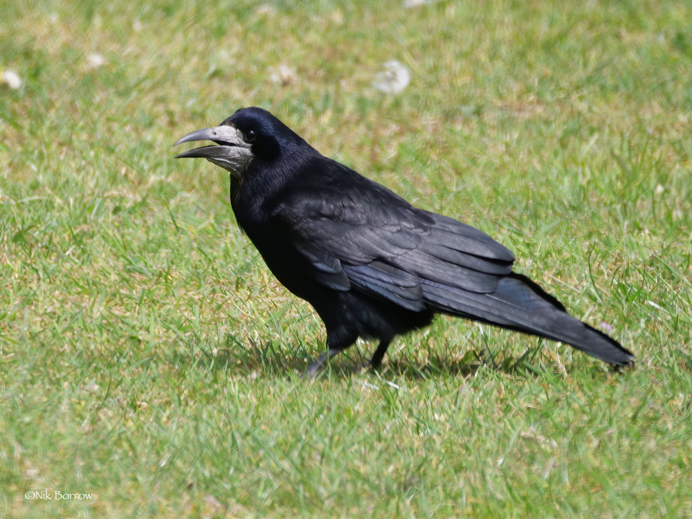 Grajo (Corvus frugilegus) · iNaturalist Grajo (Corvus frugilegus) · iNaturalist
