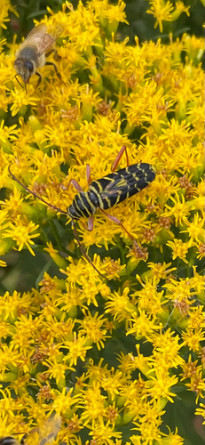 Locust Borer