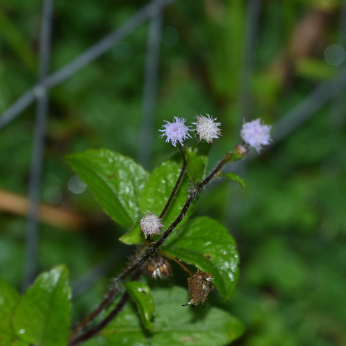 Ageratum conyzoides observed 2026-09-13