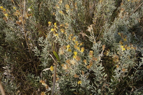 Galatella villosa