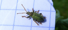 Phyllobius betulinus