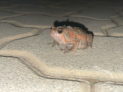 Painted Globular Frog