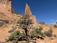 Juniperus osteosperma