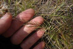 Galatella angustissima