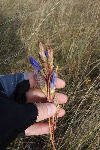 Gentiana pneumonanthe, photograph 6