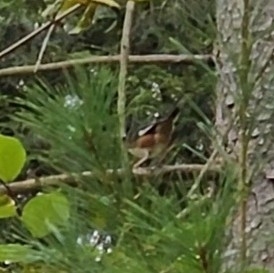 Eastern Towhee