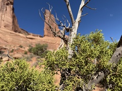 Juniperus osteosperma, photograph author not stated, no rights reserved