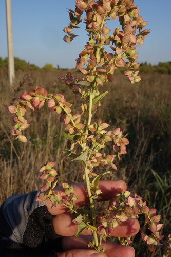 Atriplex sagittata