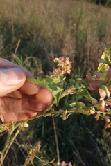 (c) Aleksei Baushev, some rights reserved (CC BY) Atriplex sagittata, photograph (c) Aleksei Baushev, some rights reserved (CC BY)