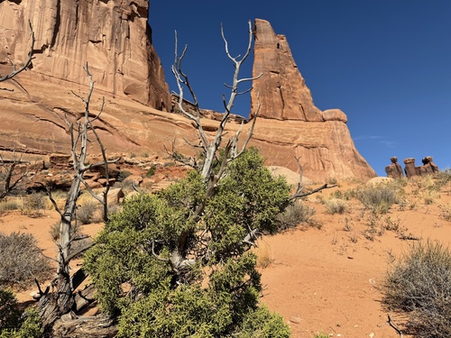 Juniperus osteosperma, photograph 2