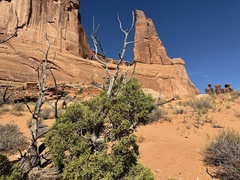 Juniperus osteosperma, photograph author not stated, no rights reserved