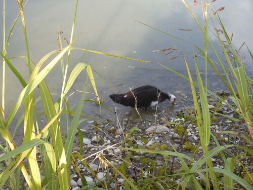 Domestic Muscovy Duck