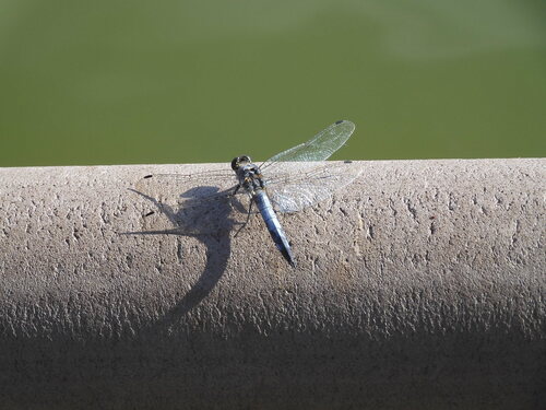 Black-tailed Skimmer