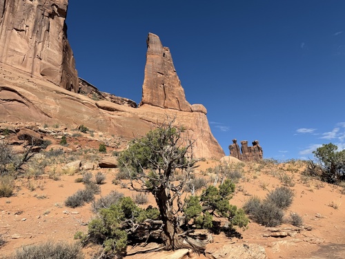 Juniperus osteosperma, photograph 3