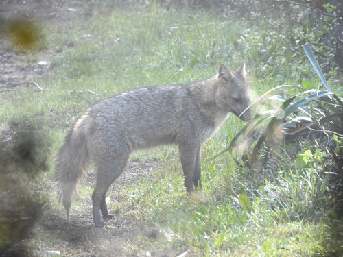 Crab-eating Fox