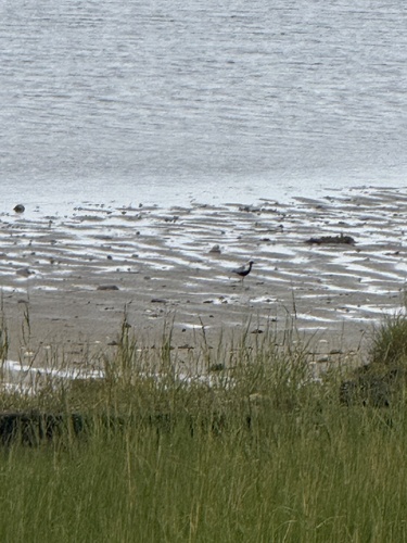 Black-bellied Plover