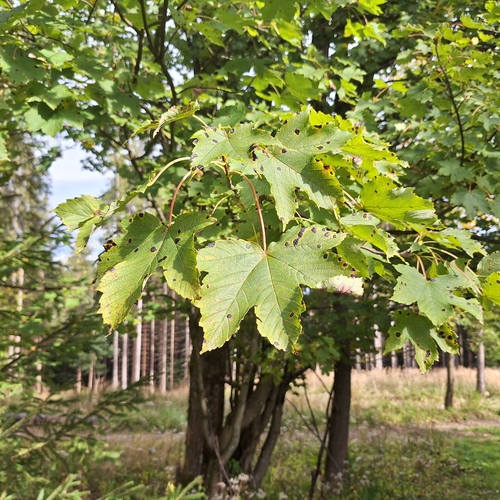 sycamore maple