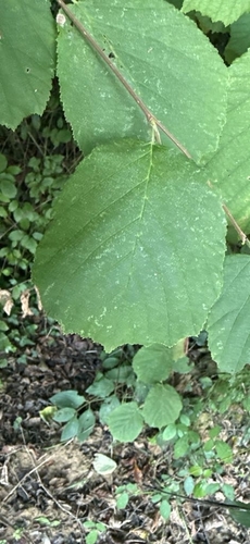 common hazel
