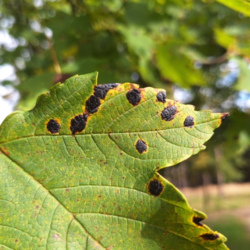 Black Tar Spot