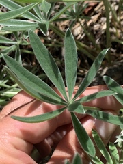 Lupinus bingenensis