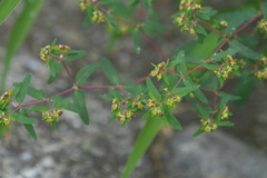 Euphorbia nutans, photograph (c) WATANABE Hitoshi 渡辺仁, some rights reserved (CC BY)
