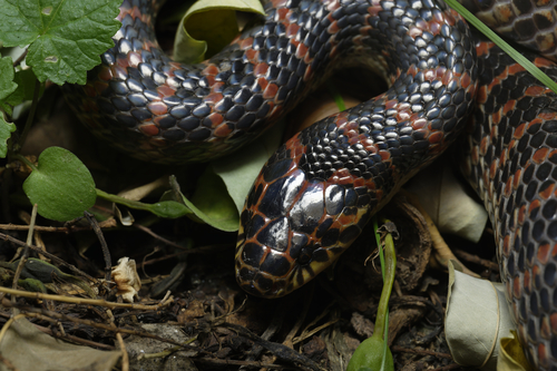 Red-banded Snake