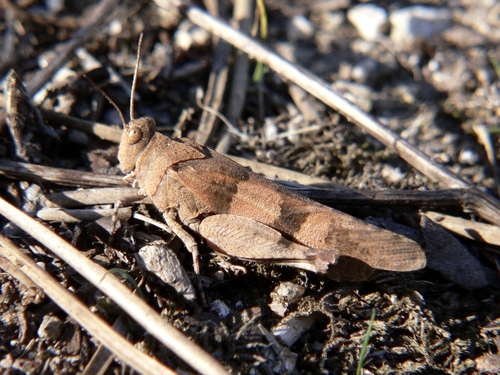 Blue-winged Grasshopper