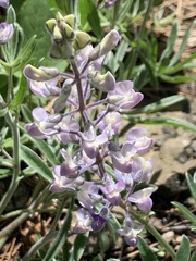 Lupinus bingenensis