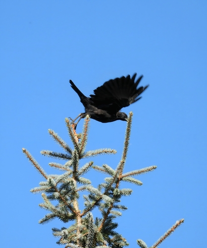 American Crow