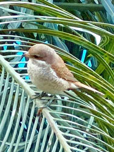 Red-backed Shrike