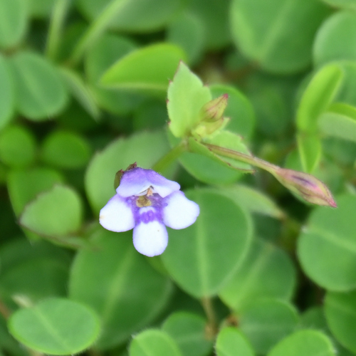Lindernia, 2026-09-13